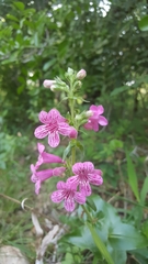 Penstemon triflorus