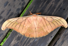 Antheraea helferi