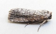 Sympistis sectiloides