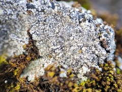 Catapyrenium cinereum