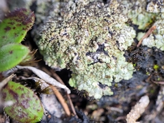 Catapyrenium cinereum