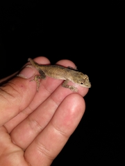 Anolis schiedii