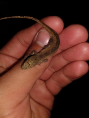 Anolis schiedii