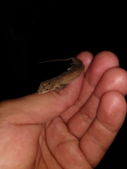 Anolis schiedii