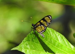 Methona themisto