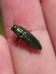 Agaeocera scintillans