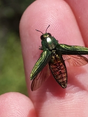 Agaeocera scintillans