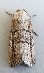 Sympistis sectiloides