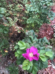 Rosa rugosa