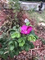 Rosa rugosa