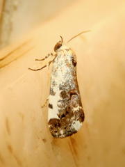 Acontia