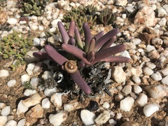 Argyroderma fissum