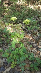 Polytaenia