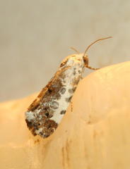 Acontia