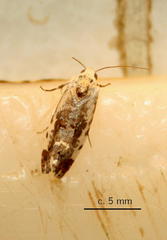 Acontia
