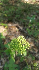 Polytaenia