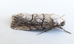 Sympistis sectiloides