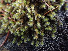 Hedwigia stellata
