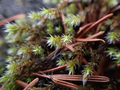 Hedwigia stellata