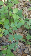 Polytaenia