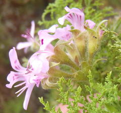 Pelargonium denticulatum