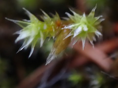 Hedwigia stellata