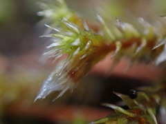 Hedwigia stellata