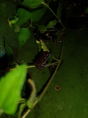 Eleutherodactylus cystignathoides