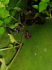 Eleutherodactylus cystignathoides