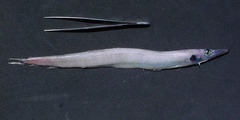 Arctozenus risso