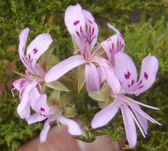 Pelargonium denticulatum