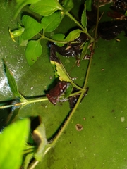 Eleutherodactylus cystignathoides