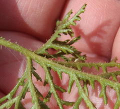 Pelargonium denticulatum