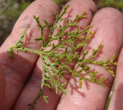 Pelargonium denticulatum