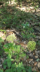 Polytaenia