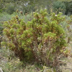 Pelargonium denticulatum