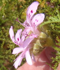 Pelargonium denticulatum