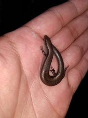 Scincella gemmingeri