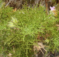 Pelargonium denticulatum