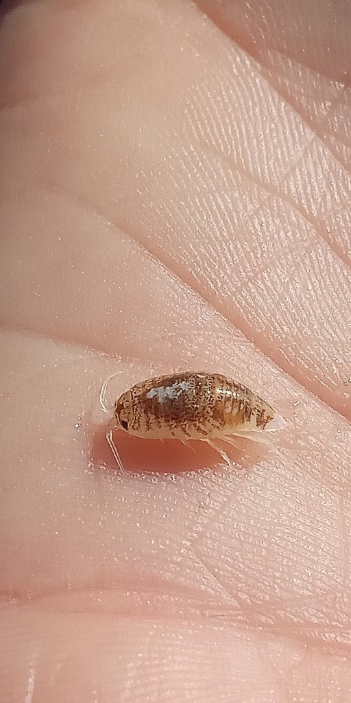 Excirolana armata
