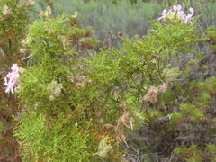 Pelargonium denticulatum