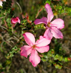 Acmadenia tetragona