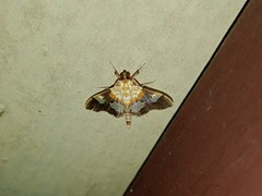 Aetholix flavibasalis