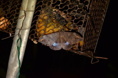 Ischyja ferrifracta