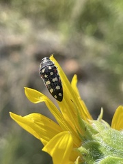 Acmaeodera gibbula