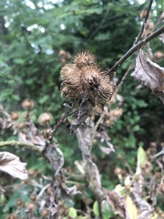 Arctium minus