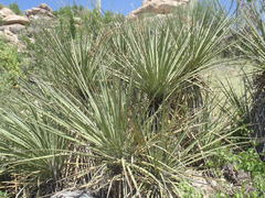 Yucca baccata brevifolia