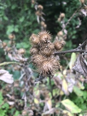 Arctium minus