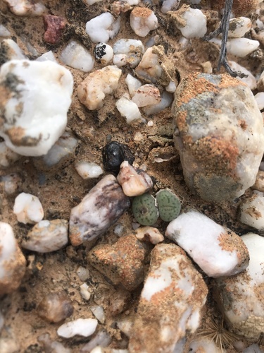 Conophytum uviforme