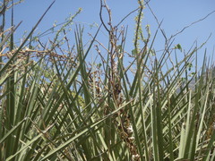 Yucca baccata brevifolia